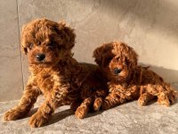 Ruhsatlı Kopek Çiftliğinden Toy Poodle Yavrularımız