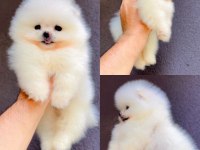 Irk Ve Sağlık Garantili Pomeranian Boo Bebekler