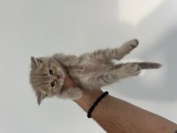 Sağlıklı WC eğitimli british shorthair