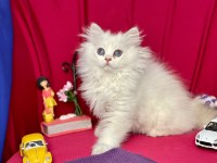British Longhair