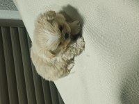 Irkına has pekinez köpekler