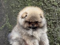 ÜST KALİTE AYICIK SURAT POMERANİAN BOO