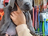 CANE CORSO KÖPEKLERİ
