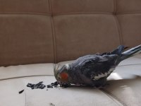 1.5 Yaşında Dişi Grey Sultan Papağanı