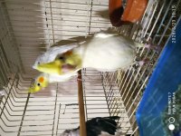 Albino Lutino iki aylık sultan papağanı yavrular
