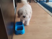 Sevimli toy poodle