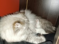 Dişi British Longhair Kedimiz Bella