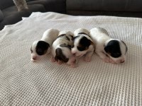 Biewer Yorkie 15 günlük (2 aylıkken sahiplendirilecek)