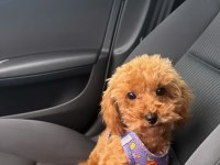 9 Aylık Toy Poodle 1,5 kg Orjinal Toy