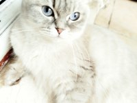 Scottish fold 3 yaşında