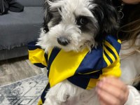 3 aylık erkek morkie terrier