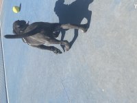2 AYLIK CANE CORSO BLUE İÇ DIŞ PARAZİT YAPILI