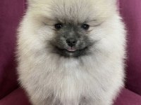 Teddy Bear Pomeranian Boo Erkek