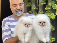 Orjinal Pomeranian Boo