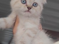 Scottish fold kedimiz