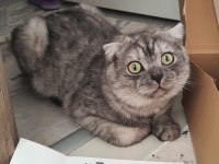 Erkek Scottish Fold kedim var çiftleştirmek istiyorum