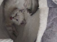 Mükemel renk yavru british shorthair