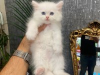 DÜNYA TATLISI BRİTİSH BEBEKLERİM YENİ EVİNE GİTMEYE HAZIR!