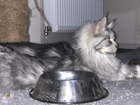 1 Erkek Ve 4 Dişi Yetişkin Maine Coon Kedilerim