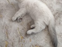 British shorthair bebeğimiz yeni yuvasını arıyor