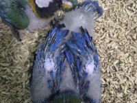 BLUE GOLD MACAW BEBEK ÇİPLİ