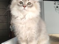 British Longhair Kedilerim