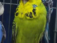 Show jumbo muhabbet kuşu