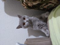 Sahiplendirme british shorthair