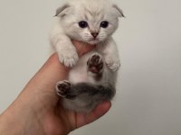 2 aylık british shorthair yavrular