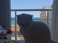 Beyaz british shorthair 1.5 aylık