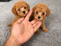 Korea Maltipoo Teacup Bebeklerimiz