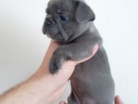 A Kalite Blue French Bulldog yavrumuz