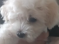Maltese terrier iki aylıklar
