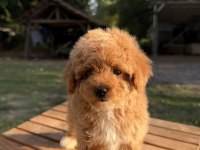 RED MALTİPOO KIZIMIZ