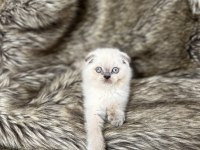 Güzeli değil en özel kedimiz için iletişime geçiniz