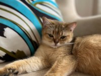 British shorthair kızımıza yuva arıyoruz