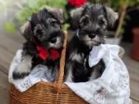 Anne Altından Rezerve Schnauzer Bebekler