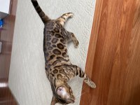 Safkan bengal