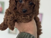 Kalite Ve Güvenin Tek Adresi Petmode Den Toy Poodle