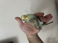 Yavru Erkek Muhabbet Kuşu Mırıldıyor Konuşmaya Yatkın