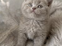 British Shorthair (Lilac) Renk