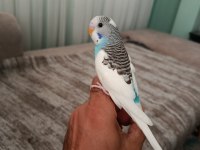 Ele Alışmaya Uygun Yavru Muhabbetler