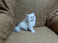 British longhair silver point kızımız