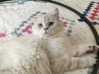 Safkan ırk British longhair erkek 1 yaşında