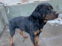 1 dişi ve 1 erkek rottweiler