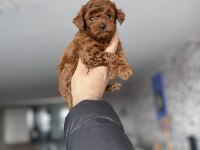 Bebek yüz Orjinal ister Kore ister toy poodle bebekler