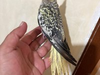 Tam 59 Günlük Oyun Hamuru Sultan Bebek