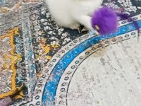 Scottish fold beyaz dişi