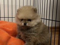 2 AYLIK ORJİNAL POMERANİAN BOO