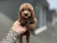 Maltipoo Yavrularımız